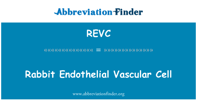 REVC: Králik cievneho endotelu bunky