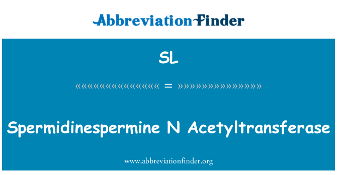 SL: Spermidinespermine N のアセチルトランスフェラーゼ