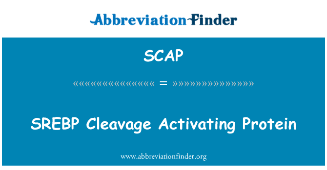 SCAP: SREBP Clivage Activation Protéines