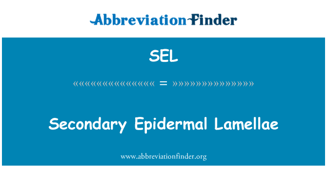 SEL: Dezyèm Lamellae Épidermiques