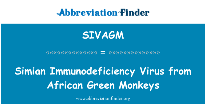 SIVAGM: Simian Immunodeficiency Virus från afrikanska gröna apor