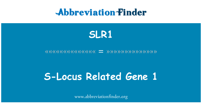 SLR1: S-Locus relacionados ao Gene 1