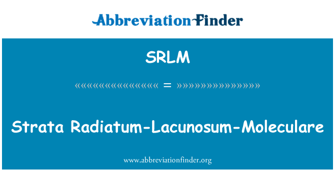 SRLM: רבדים Radiatum-Lacunosum-Moleculare