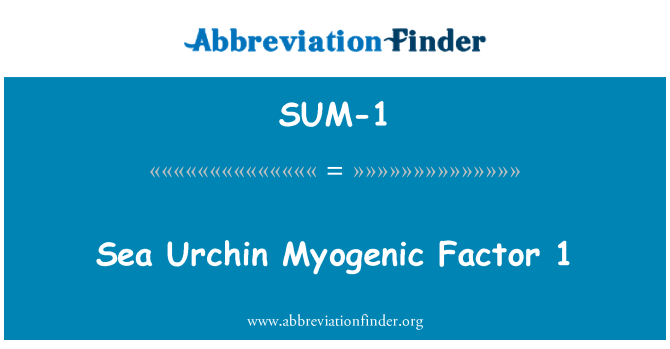 SUM-1: Seeigel Myogener Faktor 1