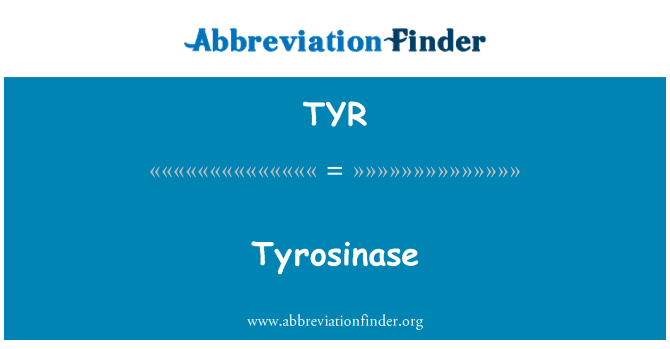 TYR: 酪氨酸酶