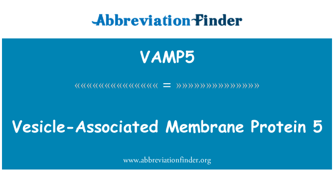 VAMP5: Proteinelor asociate vezicula membrană 5