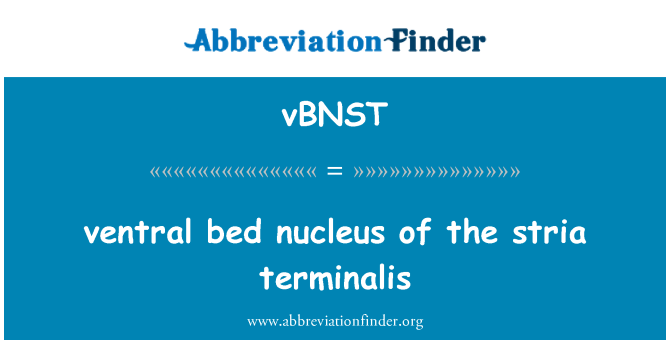 vBNST: ventralen Bett Nucleus der Stria terminalis