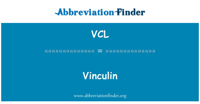 VCL: Vinculin