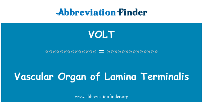 VOLT: Veresoonkonna orel Lamina Terminalis