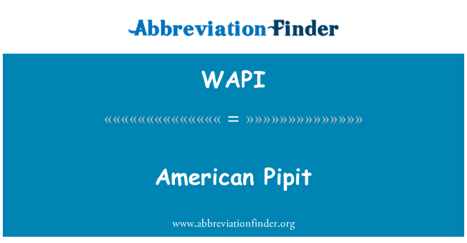 WAPI: American Pipit