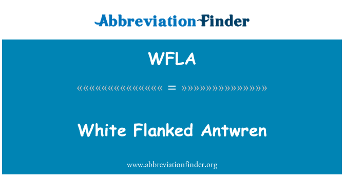 WFLA: Hvid flankeret Antwren