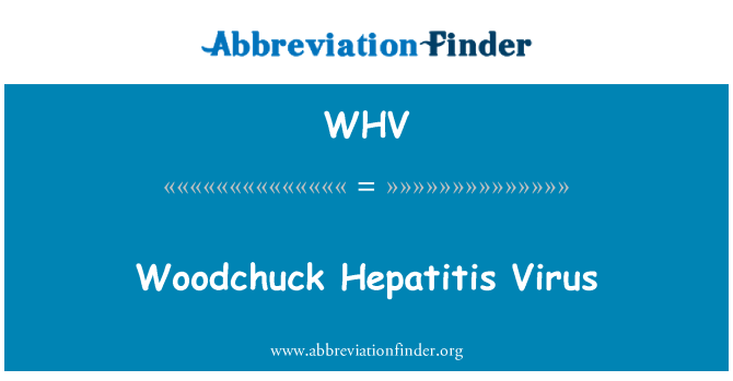 WHV: Murmeltier-Hepatitis-Virus