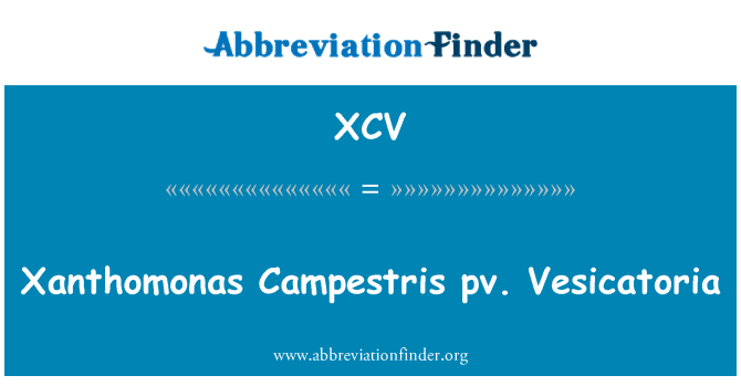 XCV: Xanthomonas Campestris pv. Vesicatoria