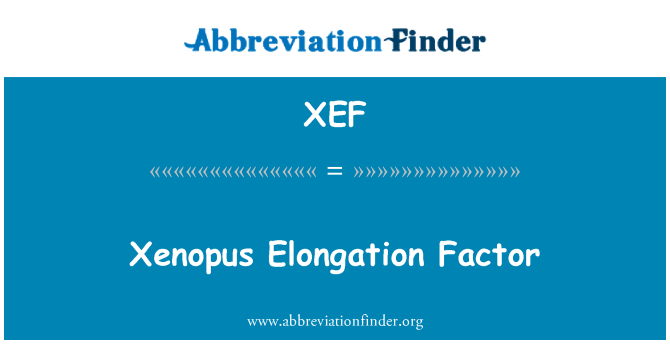 XEF: Xenopus elongasi faktor
