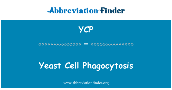 YCP: Дрожди клетки фагоцитоза
