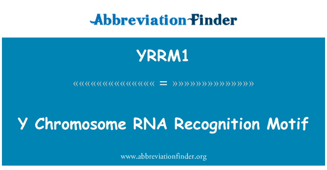YRRM1: Y Chromosome RNA Recognition Motif