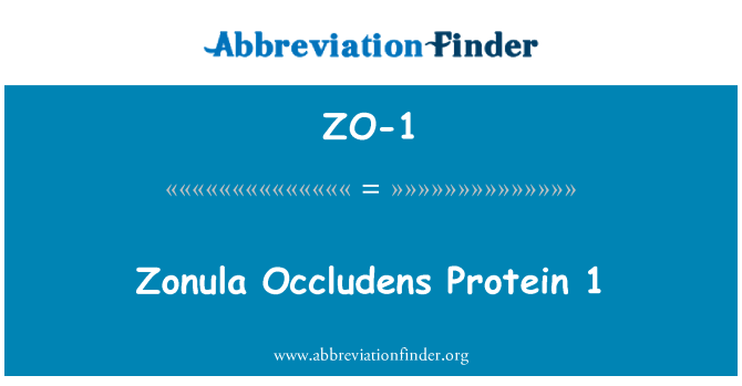 ZO-1: Zonula Occludens Protein 1