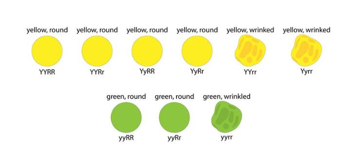 Dihybrid Abbreviations